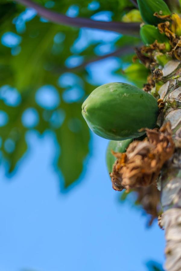 Casas Pinar Del Eden Norte チクラナ・デ・ラ・フロンテーラ エクステリア 写真